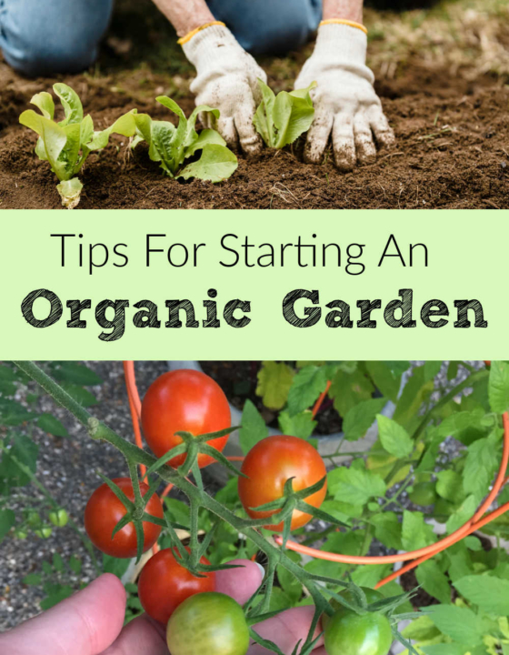 Tips for Starting an Organic Garden