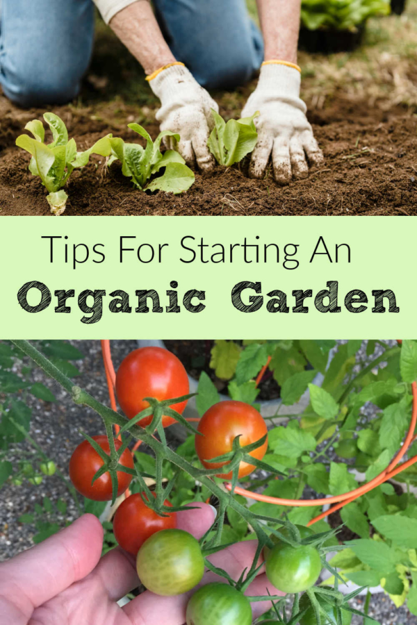 Tips for Starting an Organic Garden