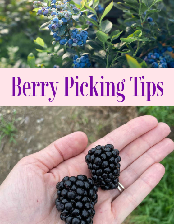 Tips For Berry Picking