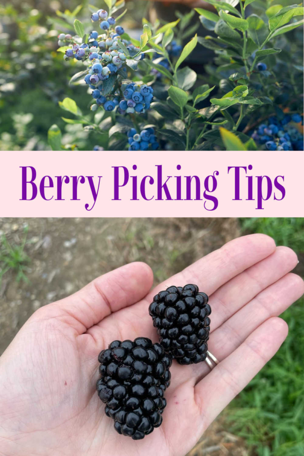 Tips For Berry Picking