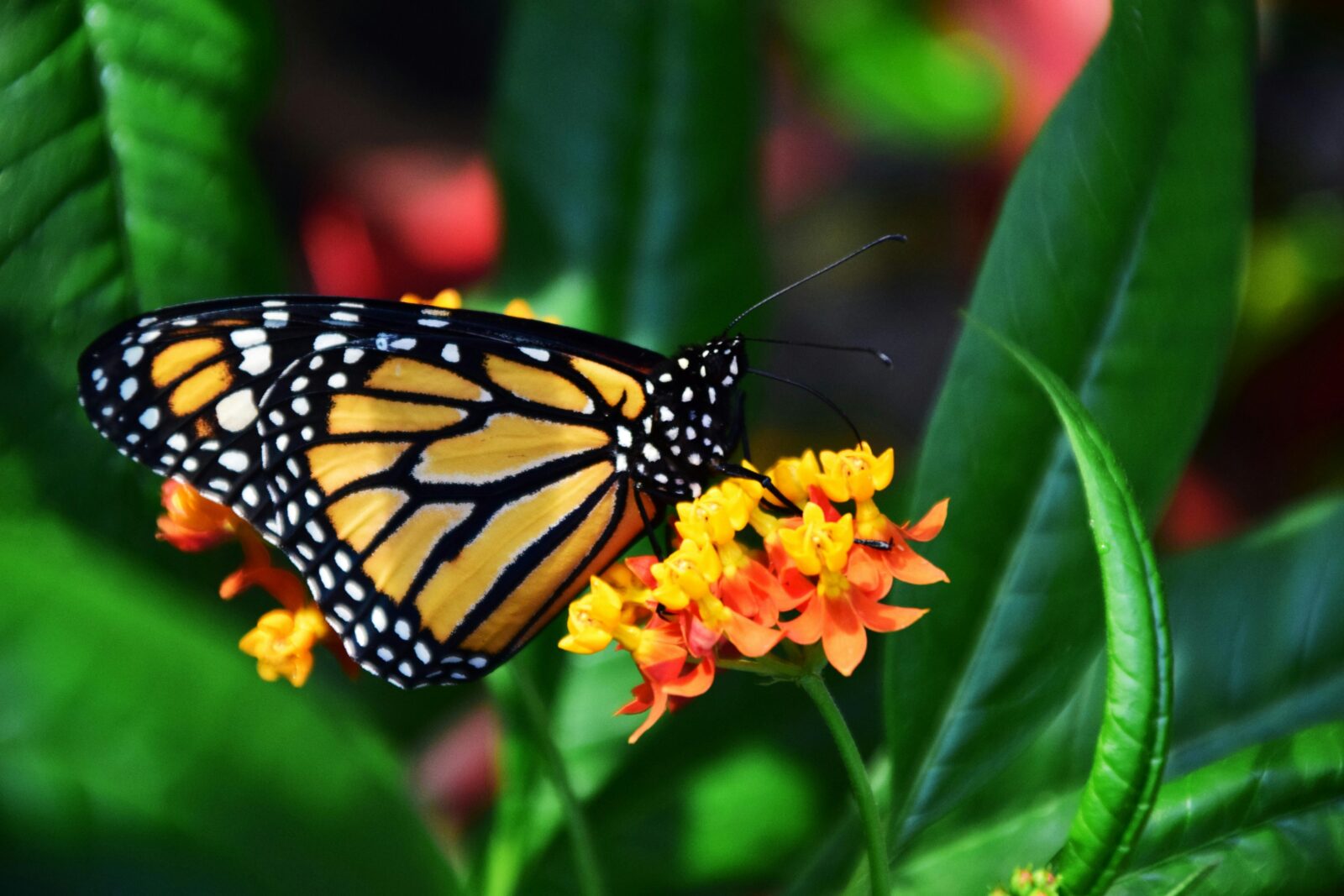 Monarch butterfly on a flower.