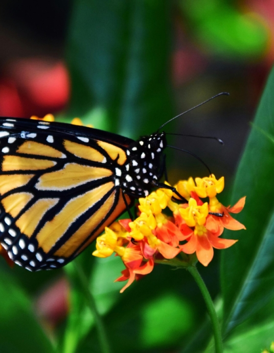 Tips For Making Your Yard More Pollinator-Friendly