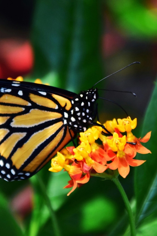 Tips For Making Your Yard More Pollinator-Friendly