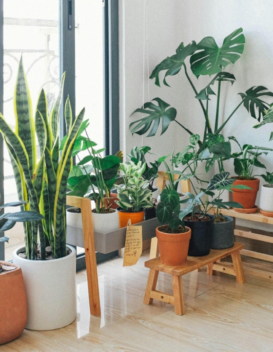 Houseplants That Help Improve Air Quality