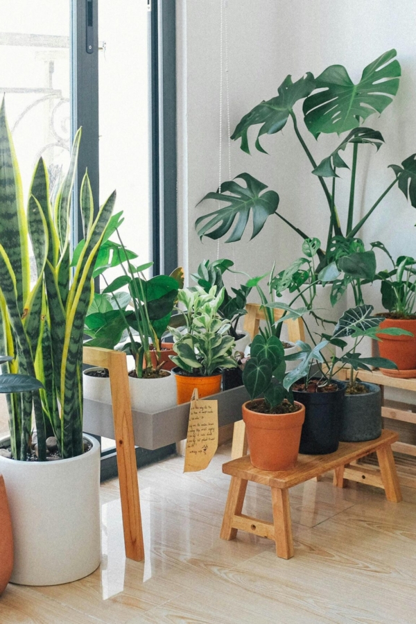 Houseplants That Help Improve Air Quality