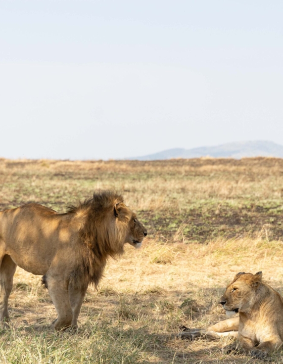 Tanzania Family Safari: The Complete Safari Planning Guide