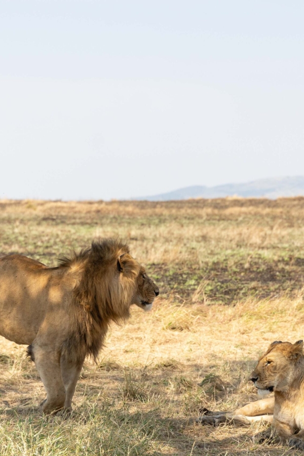 Tanzania Family Safari: The Complete Safari Planning Guide